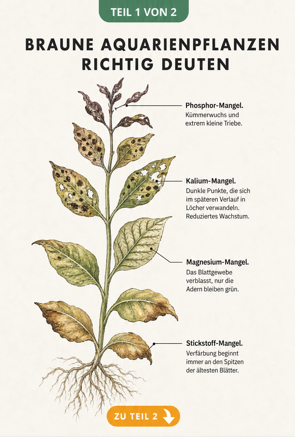 Botanische Illustration einer Aquarienpflanze, die verschiedene Nährstoffmängel wie Phosphor-, Kalium-, Magnesium- und Stickstoffmangel an den Blättern zeigt.