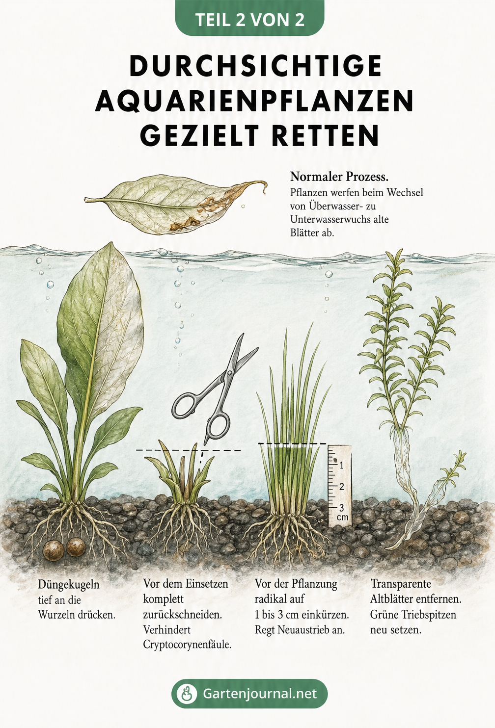 Schnittzeichnung eines Aquariums mit vier Pflanzenarten, die zeigt, wie man Düngekugeln einsetzt, Pflanzen zurückschneidet und transparente Altblätter entfernt.