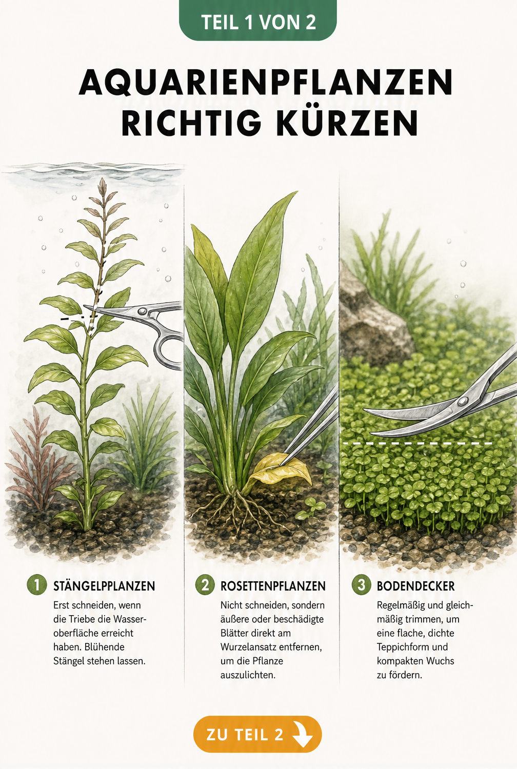 Illustration von Aquarienpflanzen: Stängelpflanze mit Schere, Rosettenpflanze mit Pinzette und Bodendecker beim Trimmen.