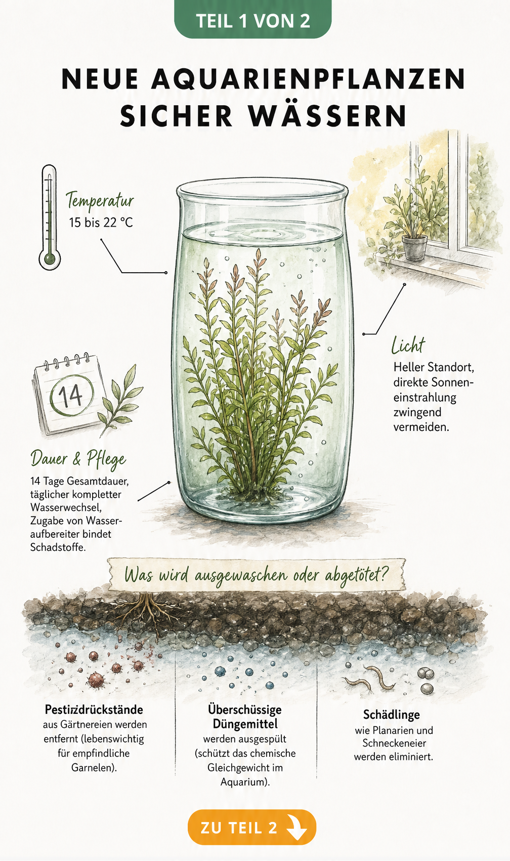 Illustration eines Quarantäne-Glases mit einer Aquarienpflanze, das Temperatur, Licht und Dauer für das Wässern zeigt