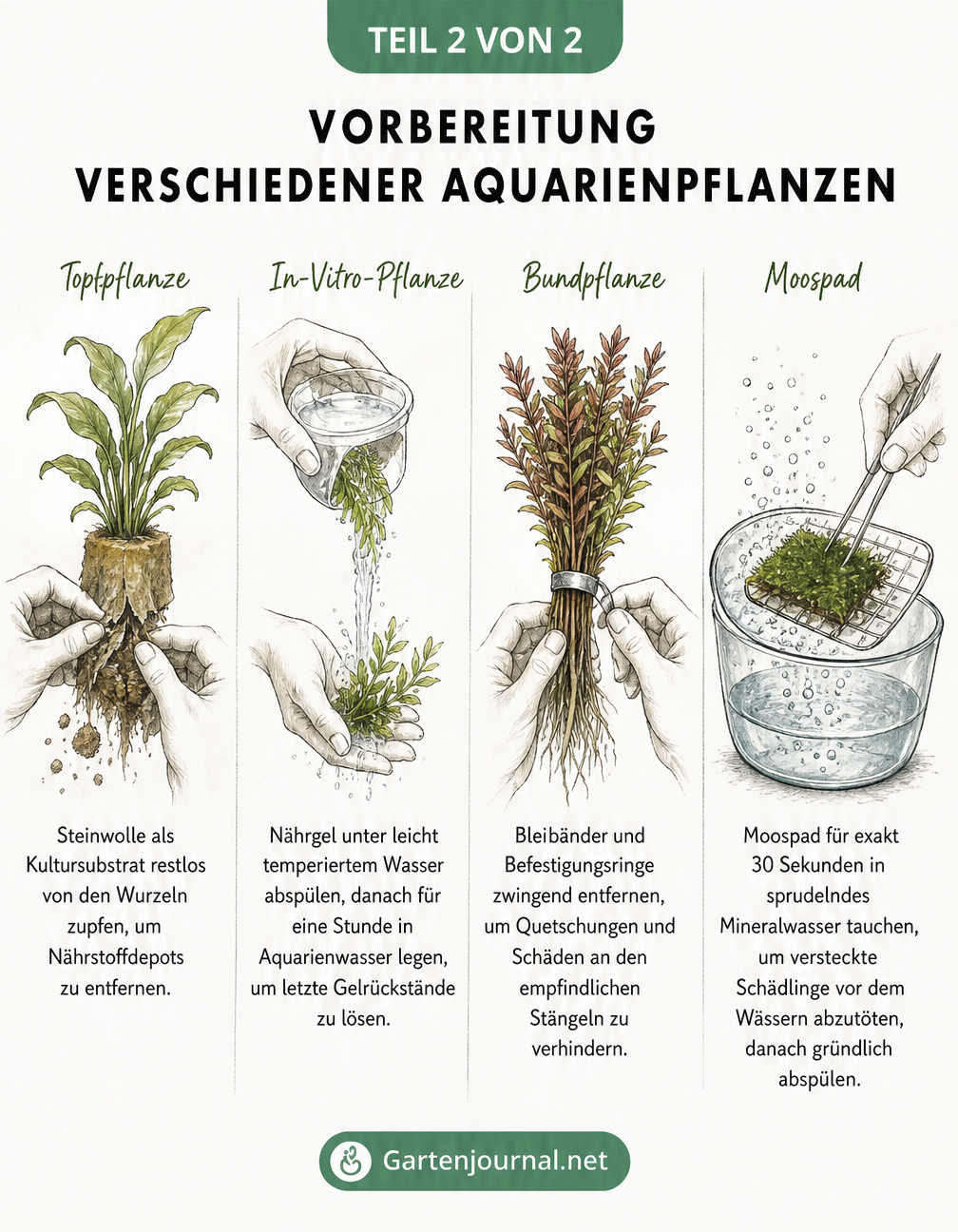 Skizzen zur Vorbereitung von Aquarienpflanzen: Steinwolle entfernen, In-Vitro-Gel abspülen, Bleibänder lösen und Moos in Mineralwasser tauchen
