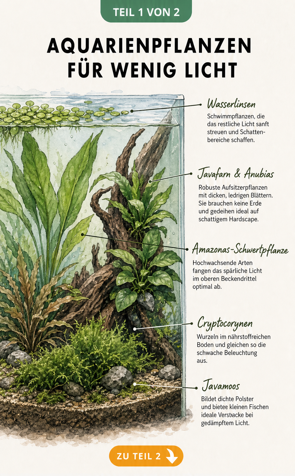 Botanische Schnittdarstellung eines Aquariums mit Wasserlinsen, Javafarn, Anubias, Javamoos, Cryptocorynen und Amazonas-Schwertpflanze bei wenig Licht