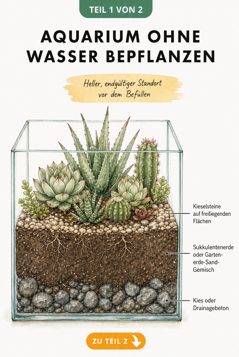 Querschnitt eines Aquariums mit Schichtaufbau aus Kies, Sukkulentenerde und Kieselsteinen sowie bepflanzten Sukkulenten