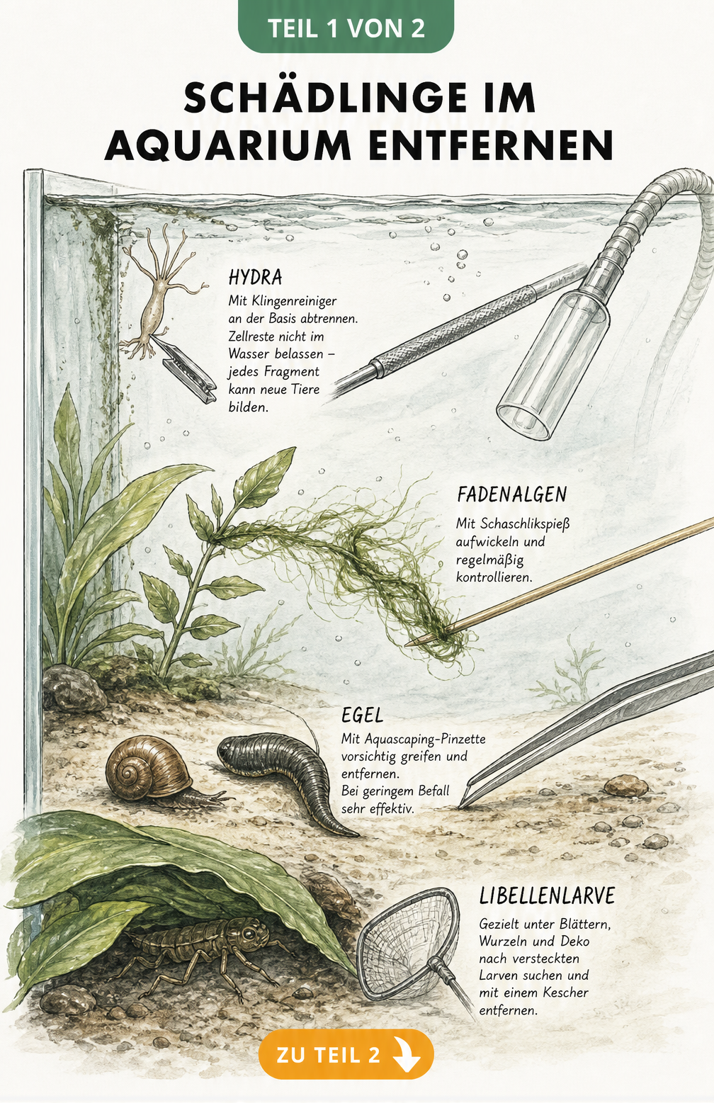 Illustration eines Aquariums mit Werkzeugen zur manuellen Entfernung von Schädlingen wie Hydra, Fadenalgen, Egel und Libellenlarven