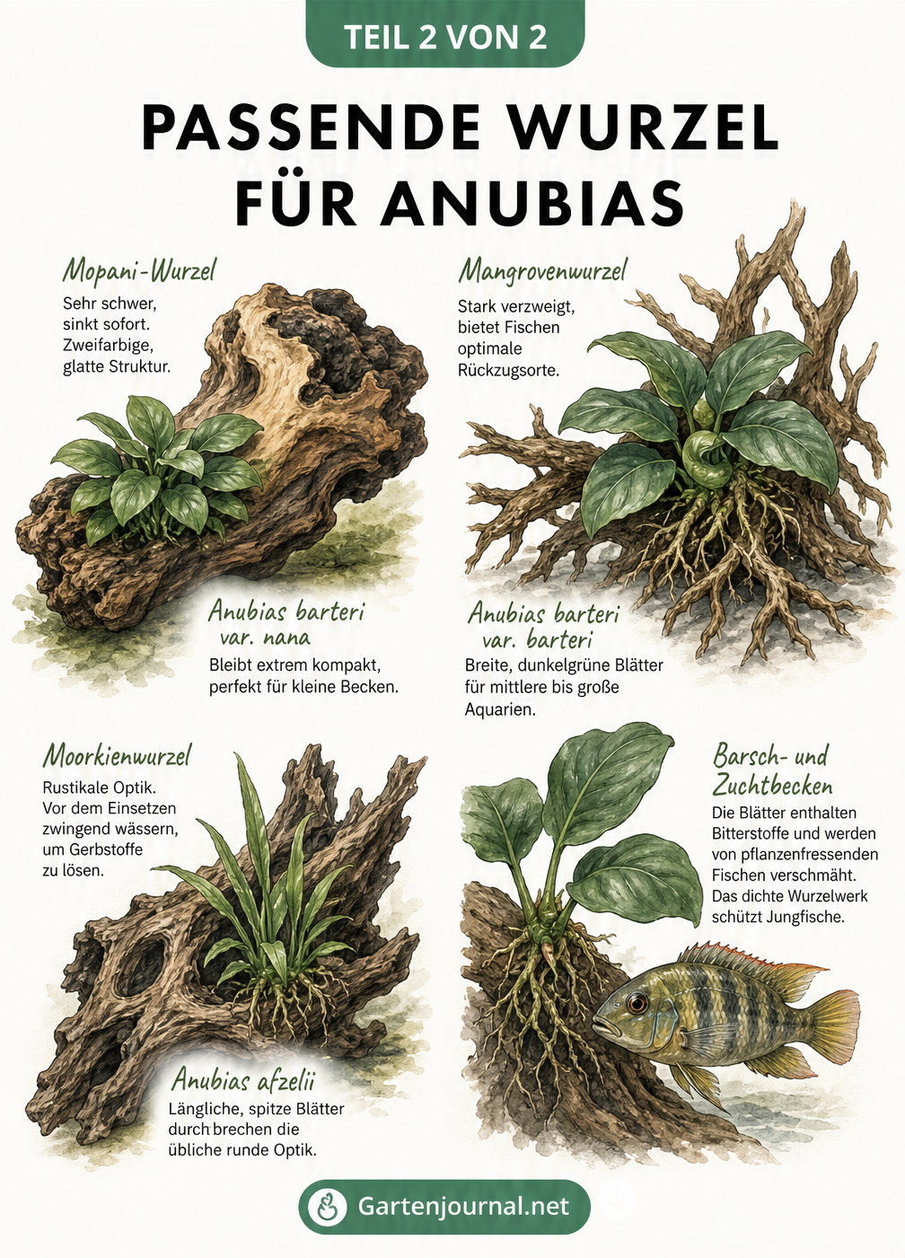 Übersicht verschiedener Aquarienwurzeln wie Mopani, Mangrove und Moorkien mit passenden Anubias-Arten