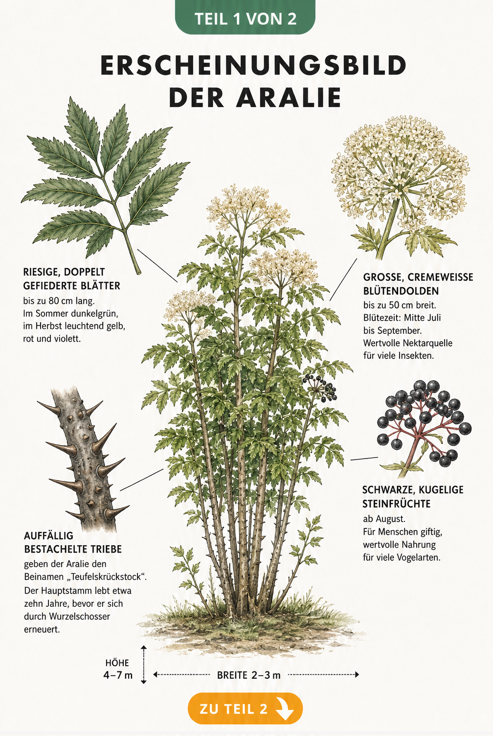 Botanische Illustration der Aralie mit Details zu Blättern, Blüten, Früchten und bestachelten Trieben