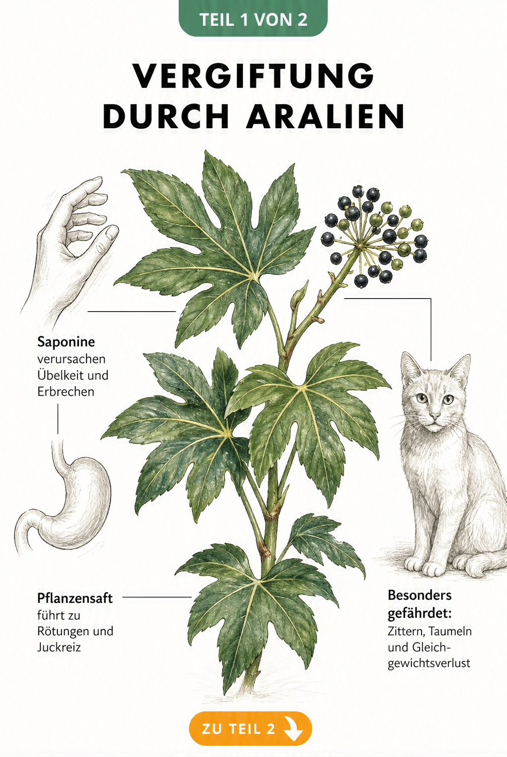 Botanische Illustration einer Zimmeraralie mit Hinweisen zu Vergiftungssymptomen bei Mensch und Katze