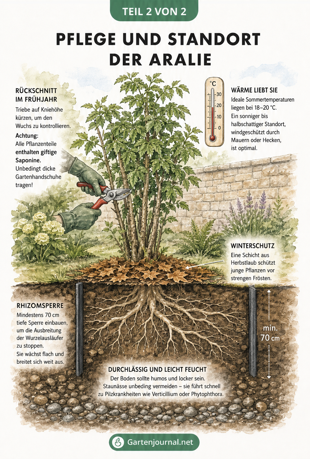 Querschnitt durch ein Gartenbeet mit einer Aralie, der Rückschnitt, Rhizomsperre und Drainage zeigt
