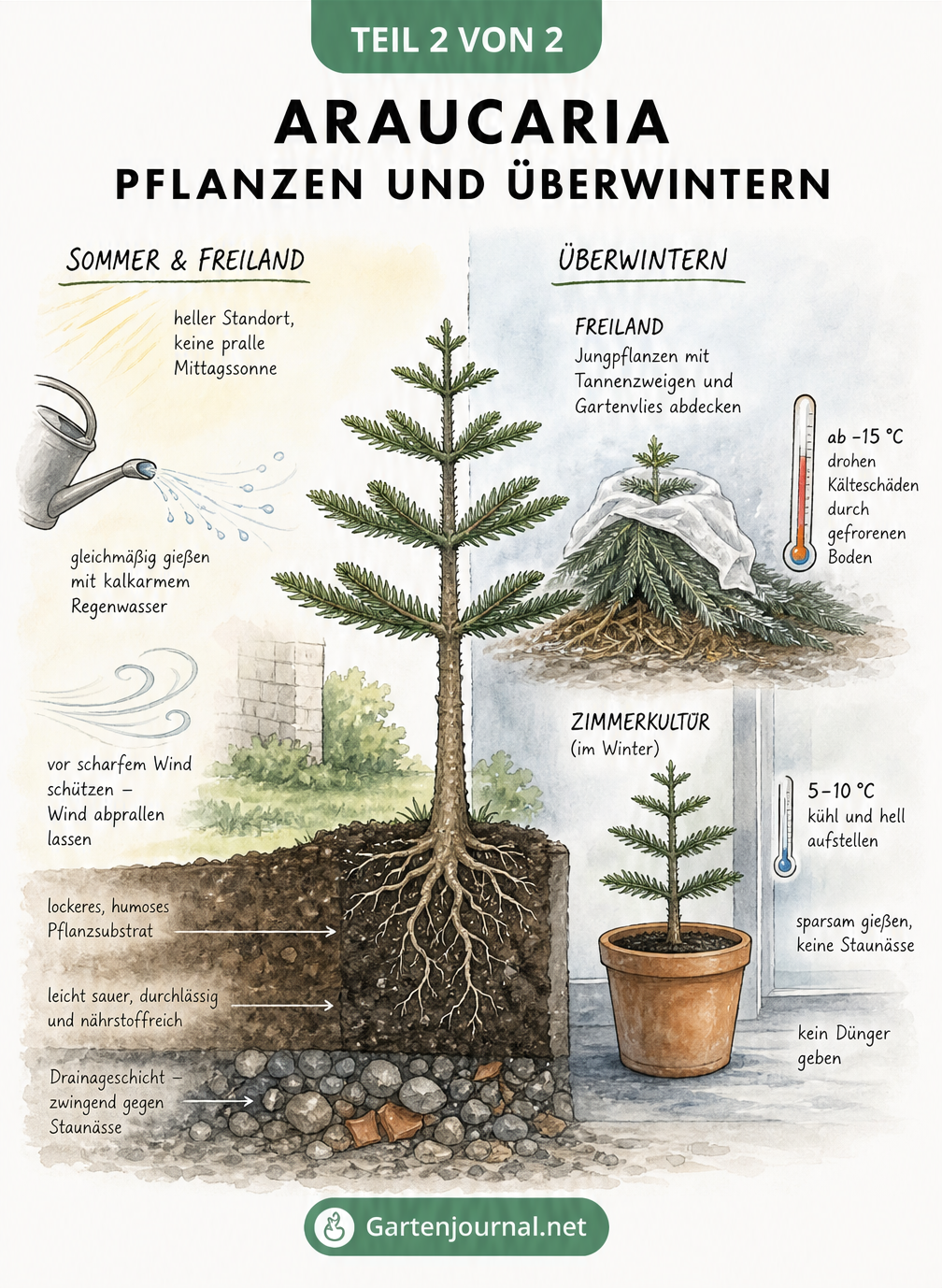 Querschnitt-Grafik zur Pflanzung und Überwinterung der Araucaria mit Erdschichten und Klimabedingungen