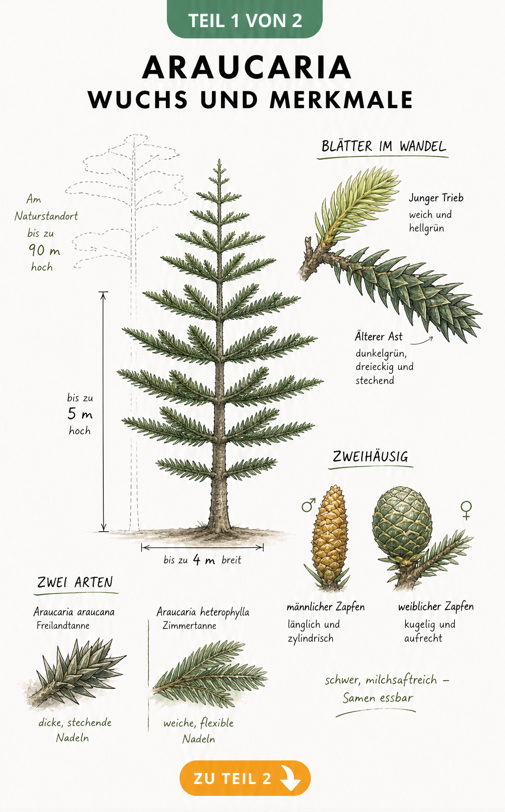 Botanische Illustration der Araucaria mit Wuchsform, Blattentwicklung, Zapfen und Artenvergleich
