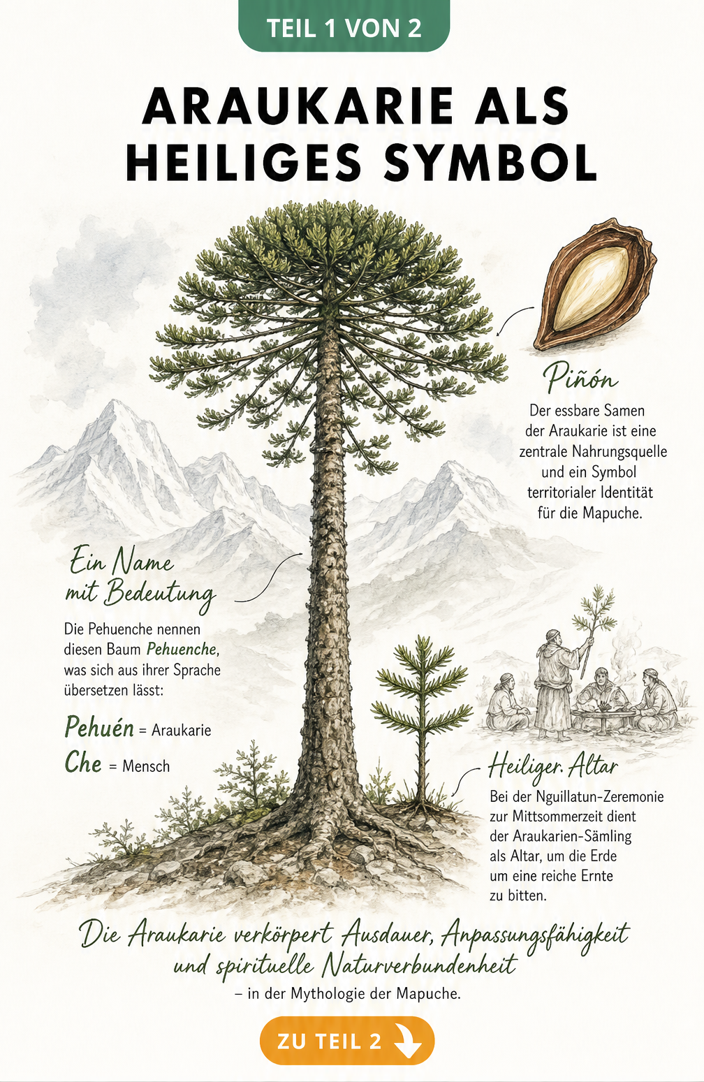 Botanische Illustration einer Chilenischen Araukarie mit Erklärungen zur Namensherkunft und Nutzung der Samen durch die Pehuenche