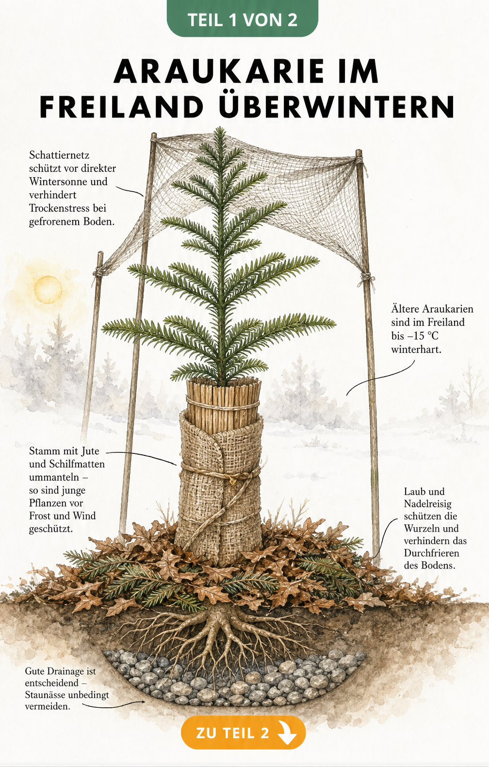 Botanische Illustration einer jungen Araukarie im Garten mit Frostschutzmaßnahmen wie Laubschicht, Jutegewebe und Schattiernetz