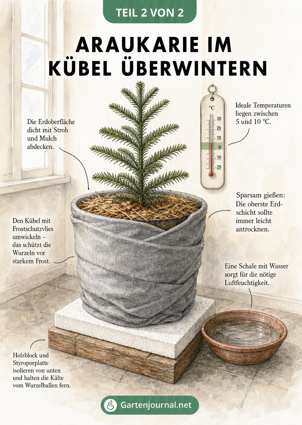 Illustration einer Araukarie im Kübel im Winterquartier mit Frostschutzvlies, Styroporplatte und Thermometer