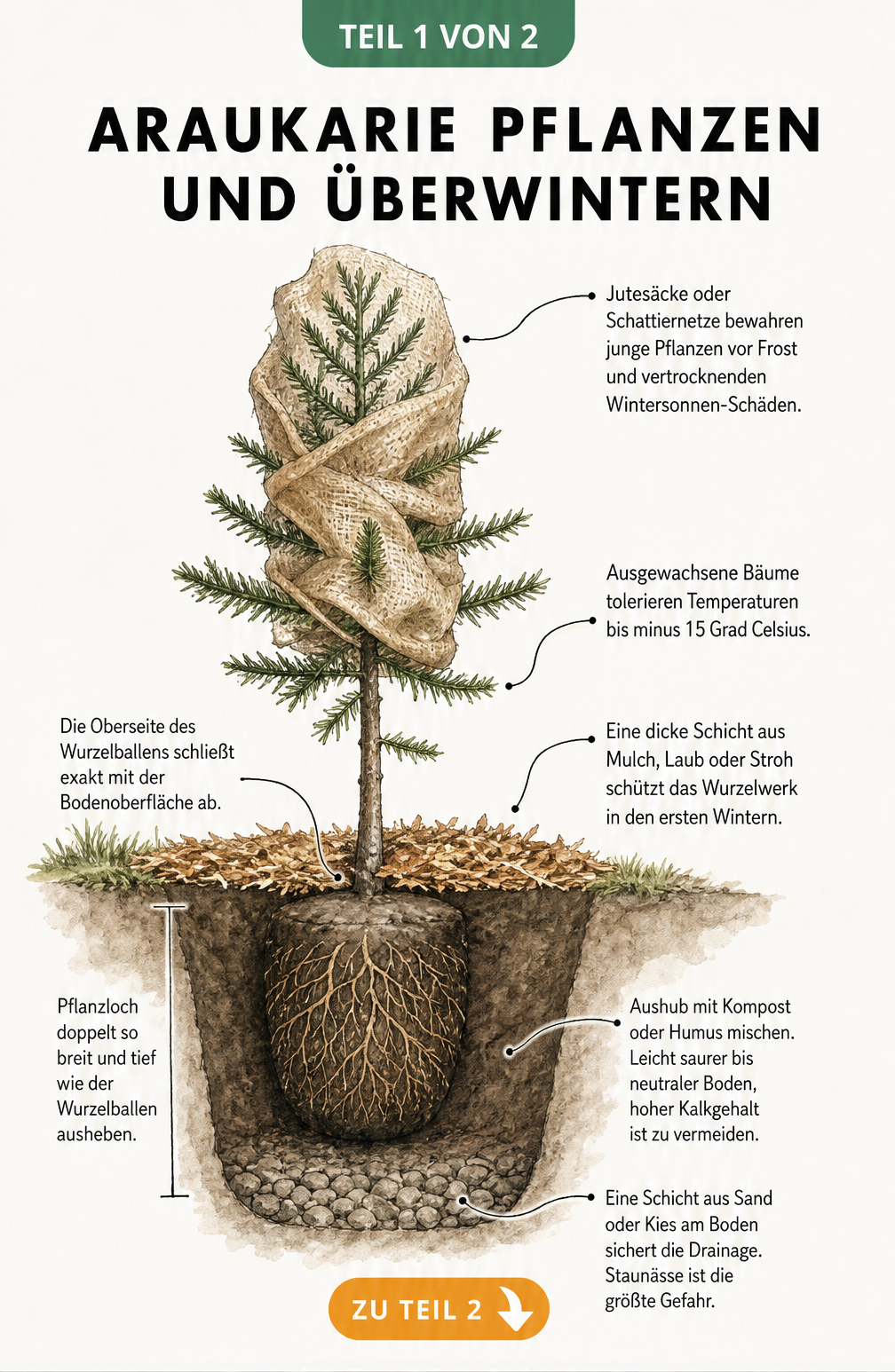 Querschnitt einer jungen Araukarie im Gartenboden mit Winterschutz und Pflanzloch-Aufbau