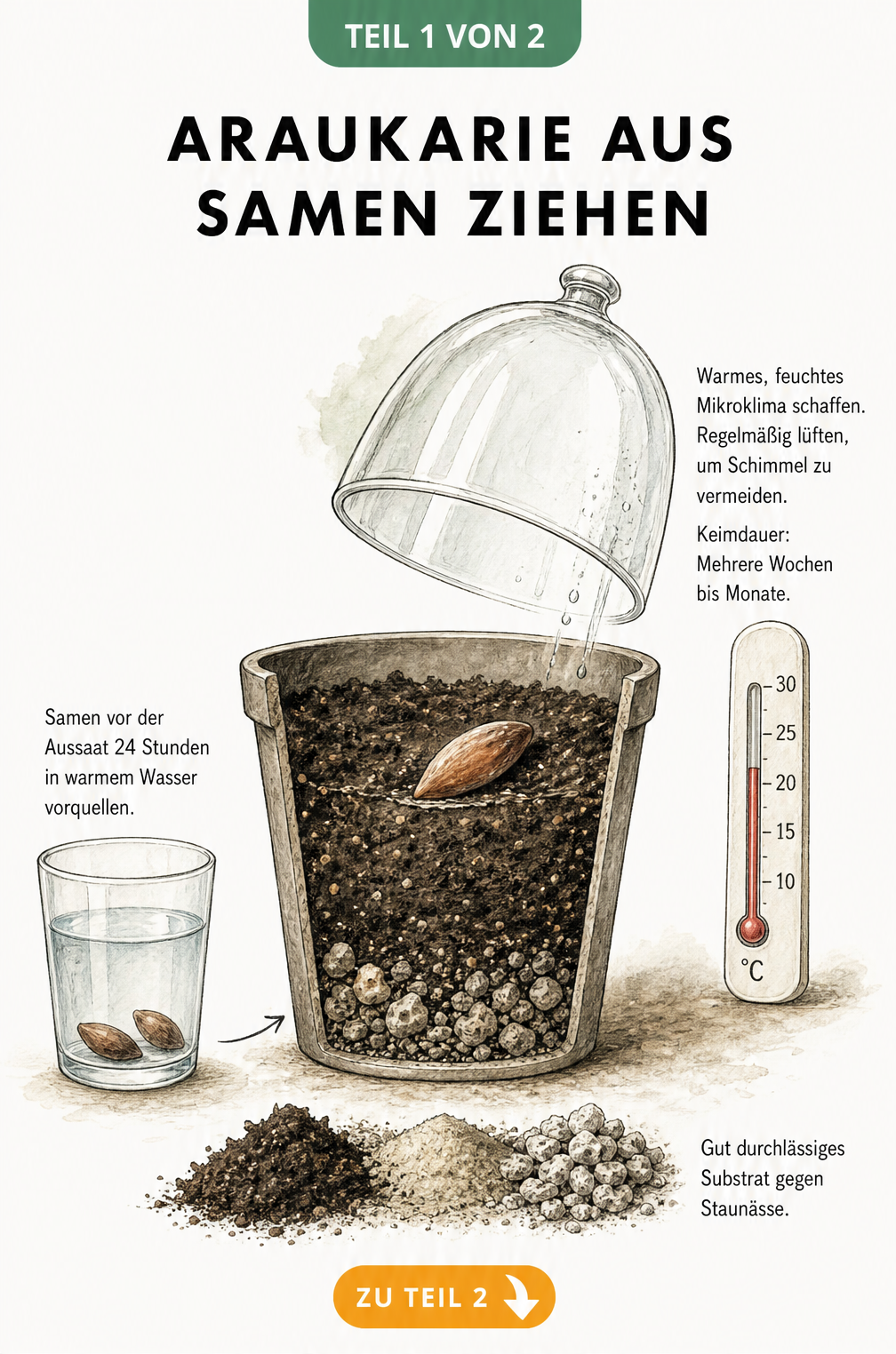 Illustration eines aufgeschnittenen Anzuchttopfes mit einem Araukariensamen im Substrat, daneben ein Wasserglas zum Vorquellen und eine Glaskuppel für das...