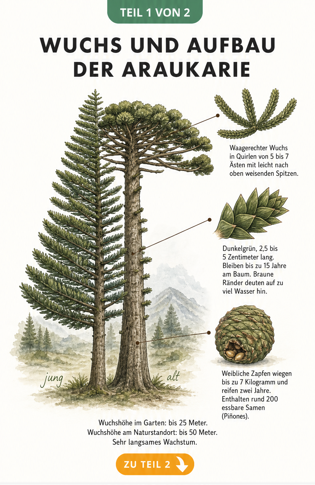 Botanische Illustration der Araukarie mit Details zu Wuchs, Nadeln und Zapfen