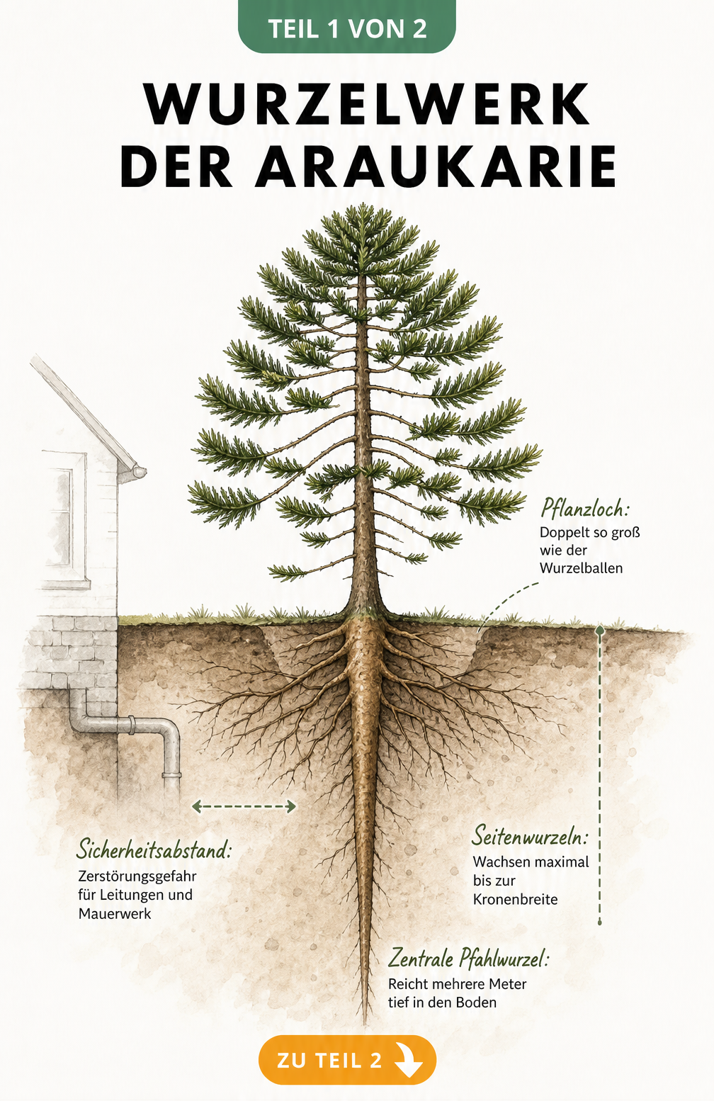 Botanische Schnittzeichnung des Wurzelsystems einer Araukarie mit tiefer Pfahlwurzel und flachen Seitenwurzeln