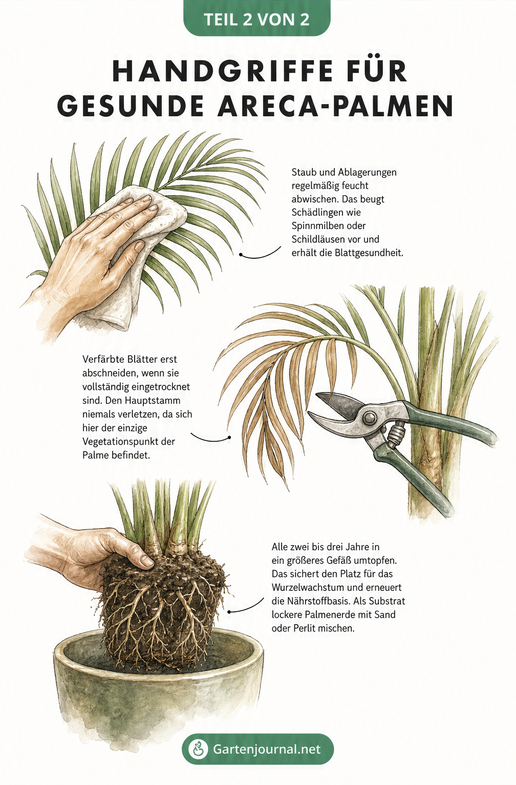 Illustrationen zur Pflege der Areca-Palme: Blätter abwischen, vertrocknete Blätter abschneiden und umtopfen