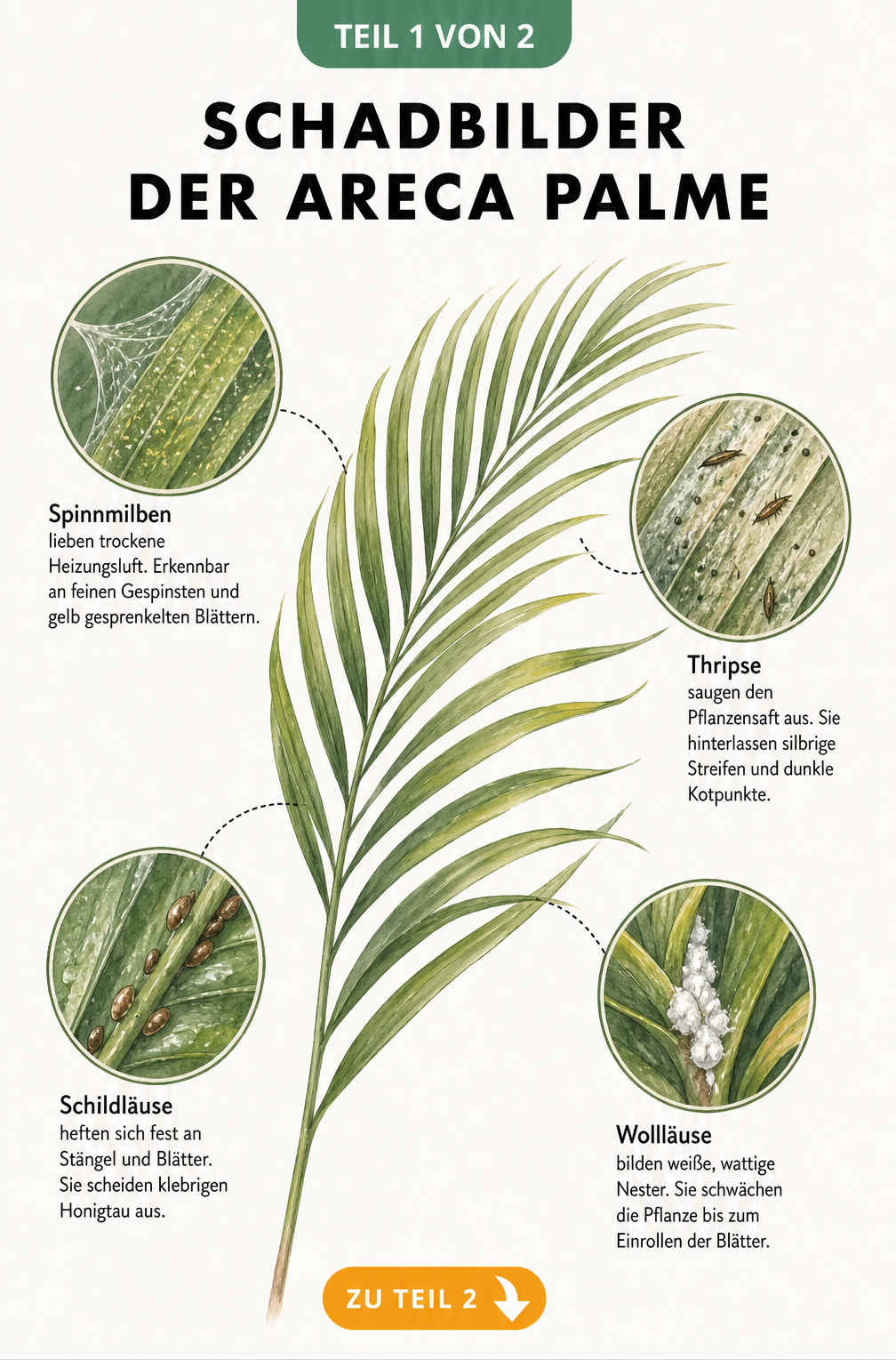 Illustration der Schadbilder an einer Areca Palme durch Spinnmilben, Thripse, Schildläuse und Wollläuse