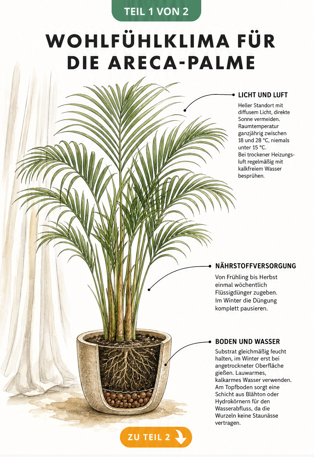 Botanische Illustration einer Areca-Palme mit Hinweisen zu Licht, Temperatur, Düngung und Gießen