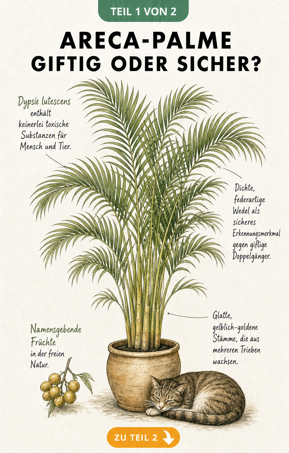 Botanische Illustration einer Areca-Palme mit einer schlafenden Katze am Fuß, die zeigt, dass die Pflanze ungiftig ist.