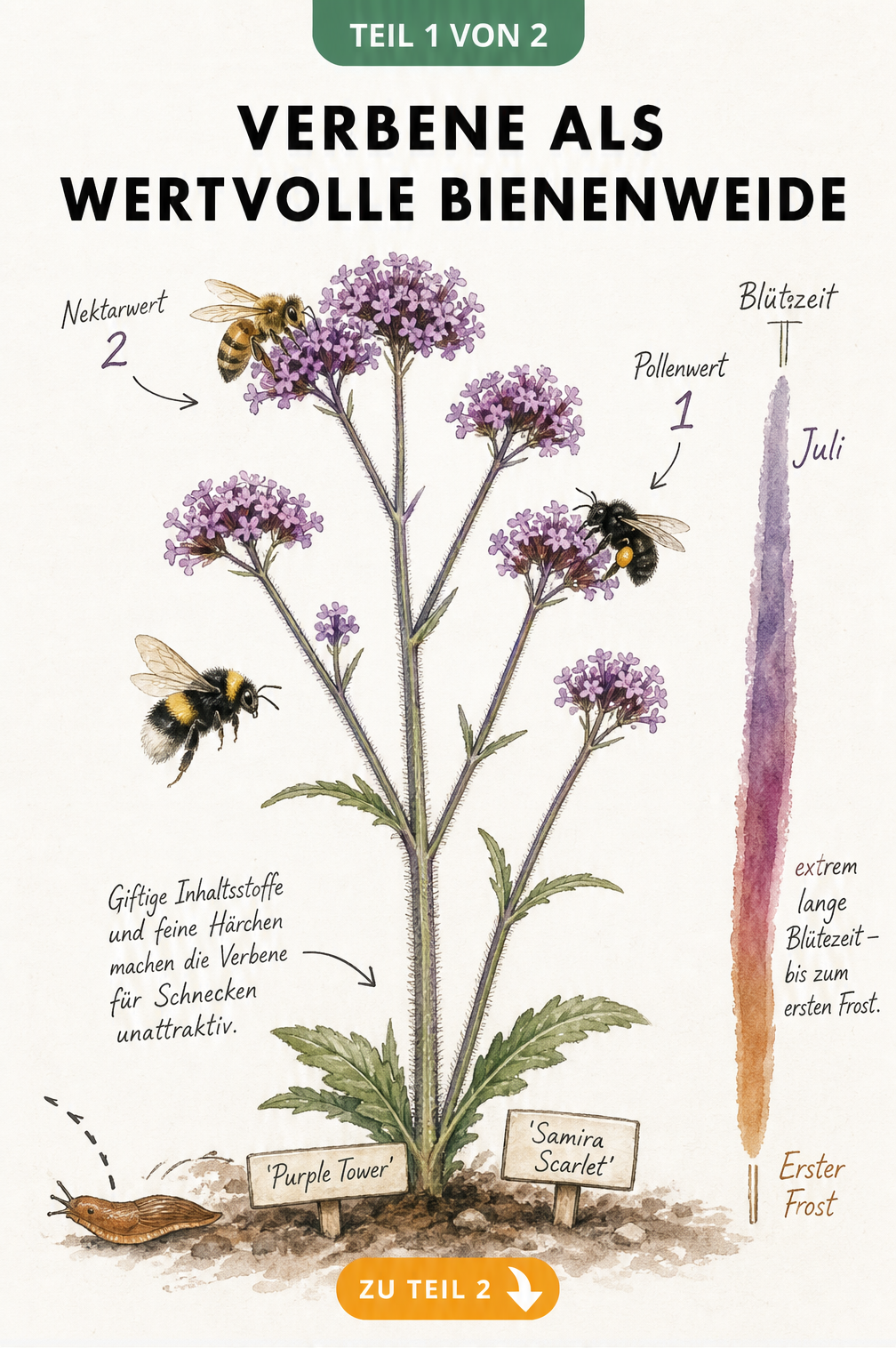 Botanische Illustration der Argentinischen Verbene mit Honigbiene, Keulhornbiene und Hummel sowie Nektar- und Pollenwerten