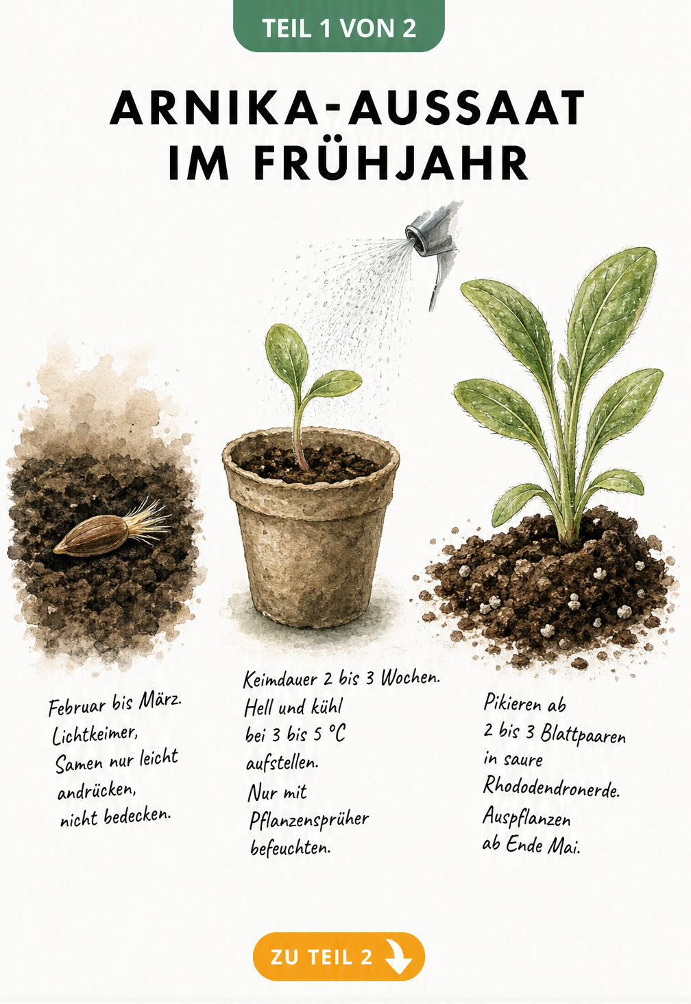 Botanische Illustration der Arnika-Aussaat vom Samen bis zur Jungpflanze