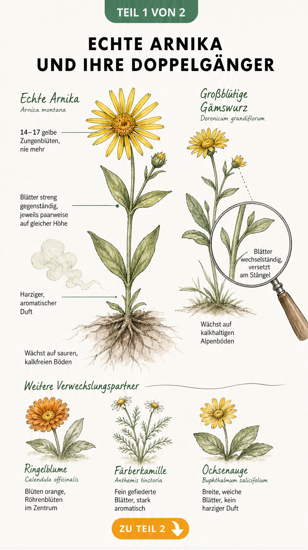Botanische Illustration der echten Arnika und ihrer Doppelgänger wie der Großblütigen Gämswurz