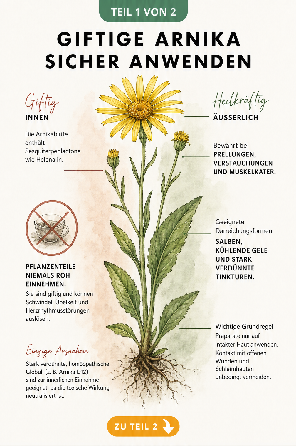 Illustration der Arnika-Pflanze mit Gegenüberstellung von giftiger Innenwirkung und heilender Außenwirkung