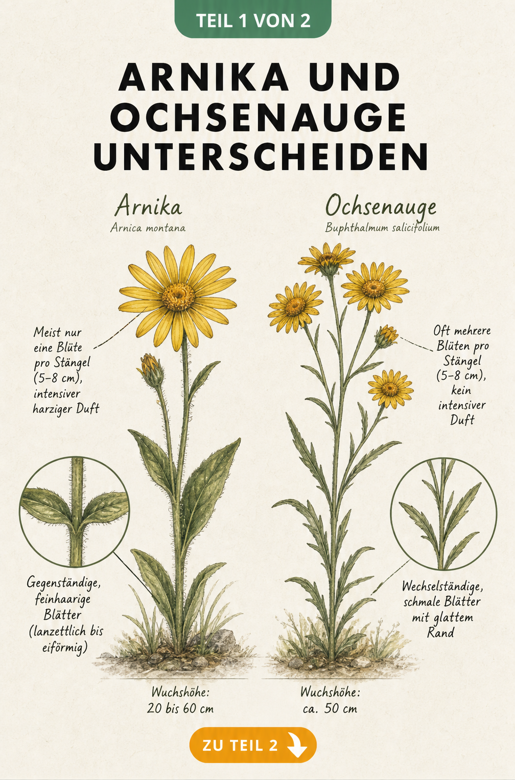 Botanische Illustration von Arnika und Ochsenauge mit Details zu Blättern, Blüten und Wuchshöhe zur Unterscheidung