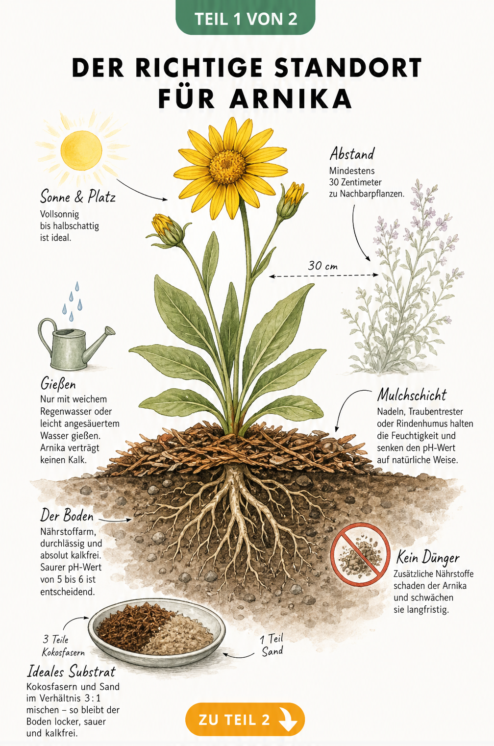 Botanische Illustration einer Arnika-Pflanze mit Details zu Standort, Bodenbeschaffenheit und kalkfreiem Substrat