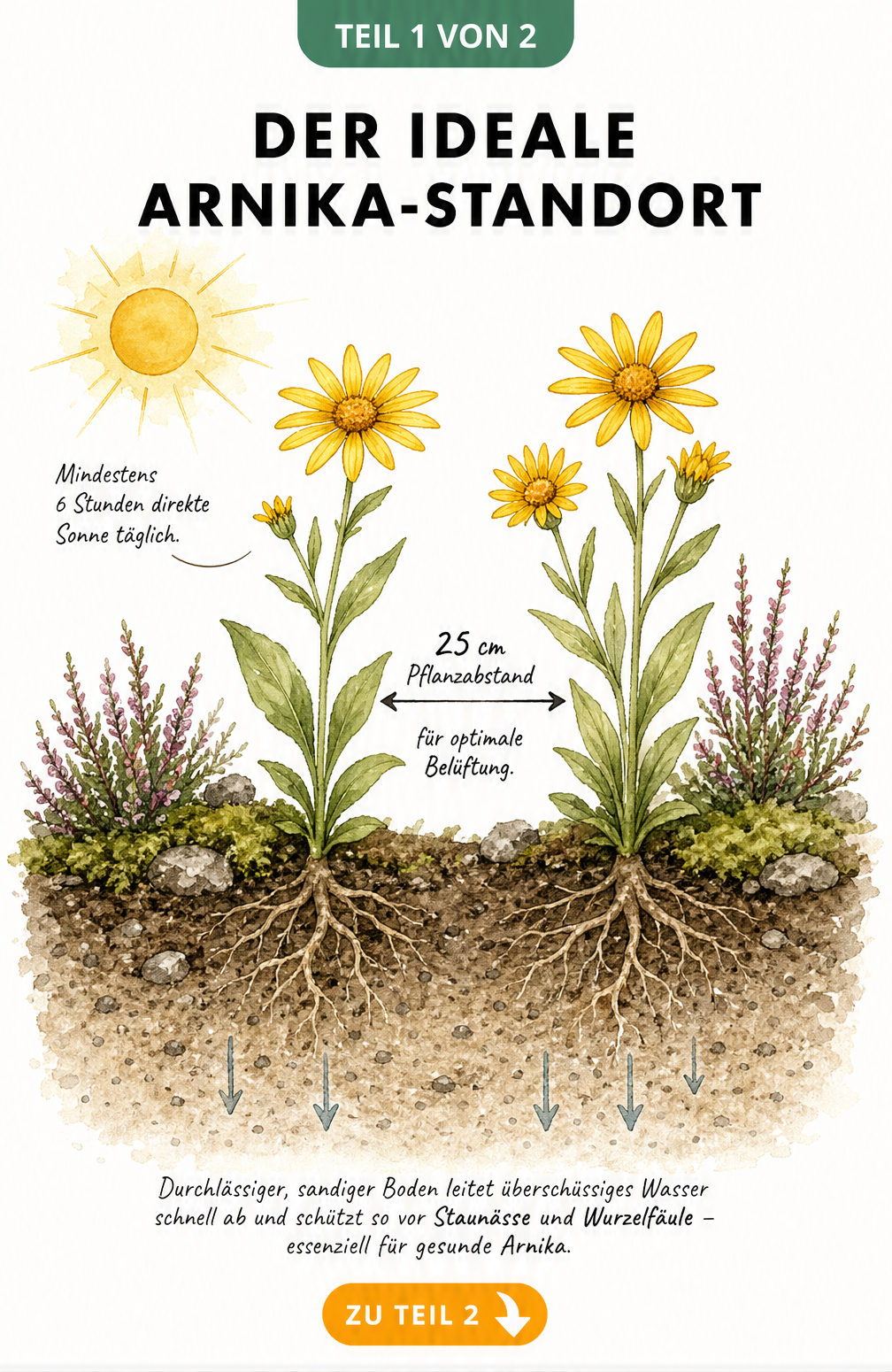 Botanische Querschnitts-Illustration eines Gartenbeets mit zwei blühenden Arnika-Pflanzen, Sonne und Wurzelwerk
