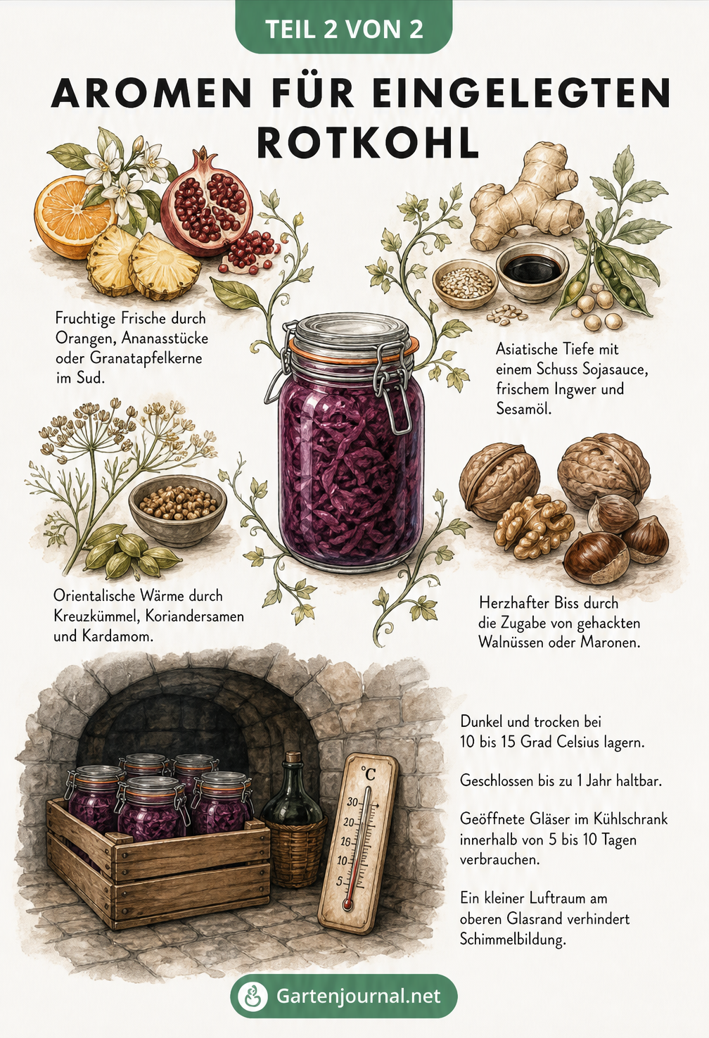 Botanische Illustration verschiedener Aromen für eingelegten Rotkohl wie fruchtig, asiatisch, orientalisch und nussig sowie Tipps zur Lagerung
