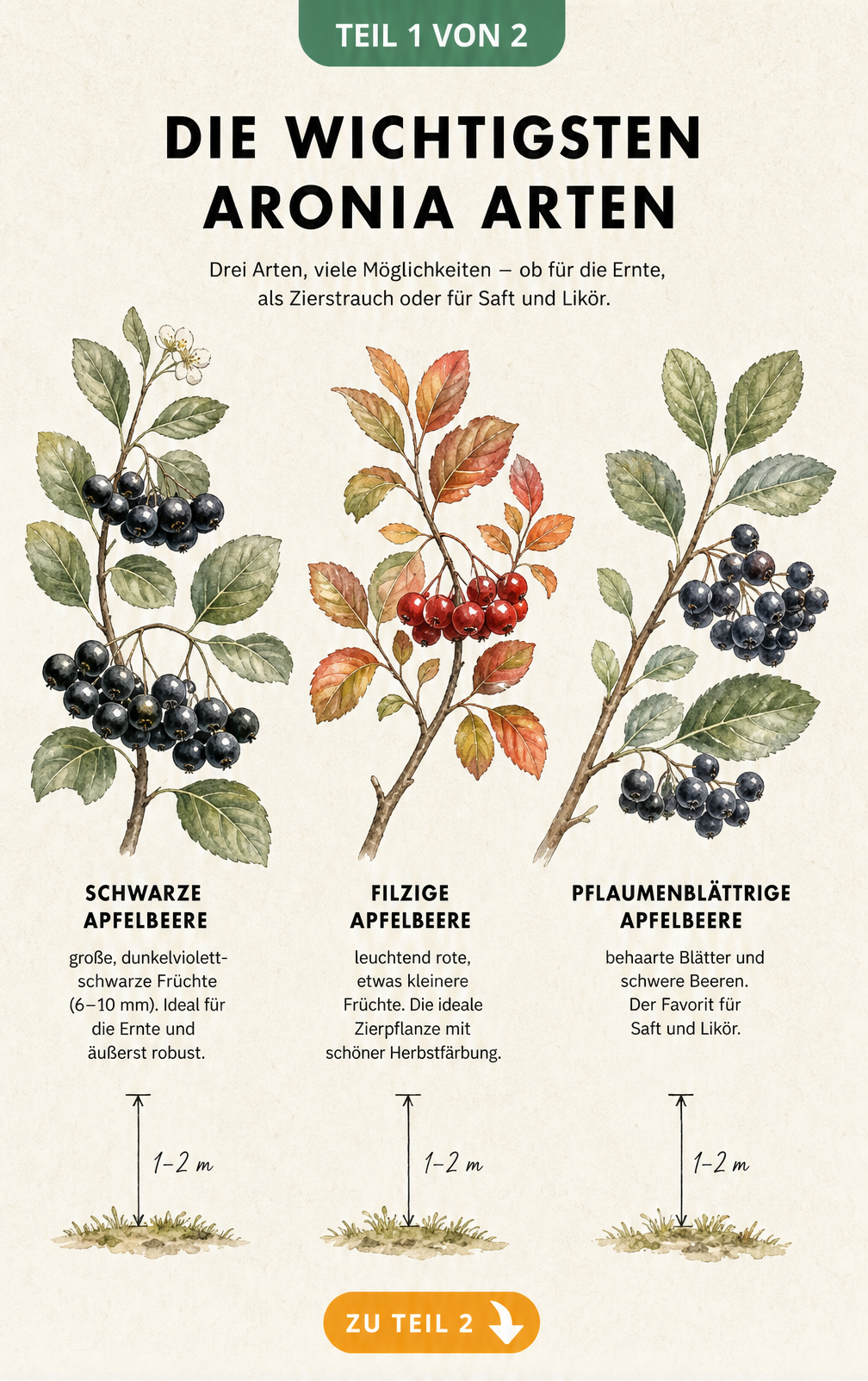 Botanische Illustration von drei Aronia-Arten: Schwarze, Filzige und Pflaumenblättrige Apfelbeere mit Früchten und Blättern
