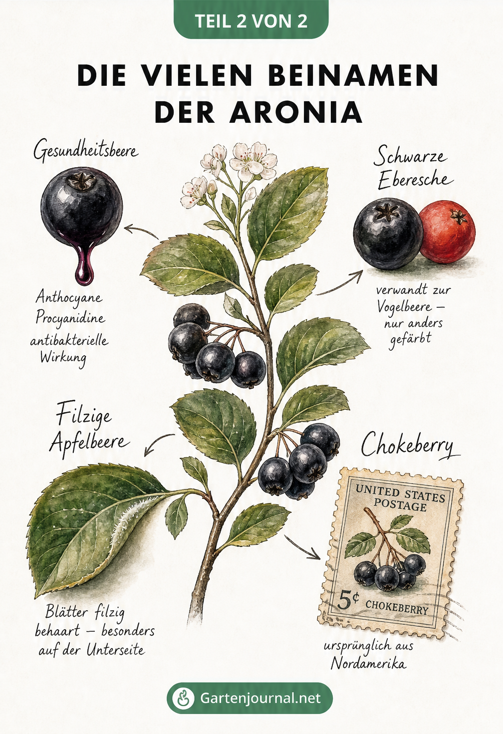 Illustration eines Aronia-Zweigs mit Detailzeichnungen zu den Beinamen Gesundheitsbeere, Schwarze Eberesche, Filzige Apfelbeere und Chokeberry