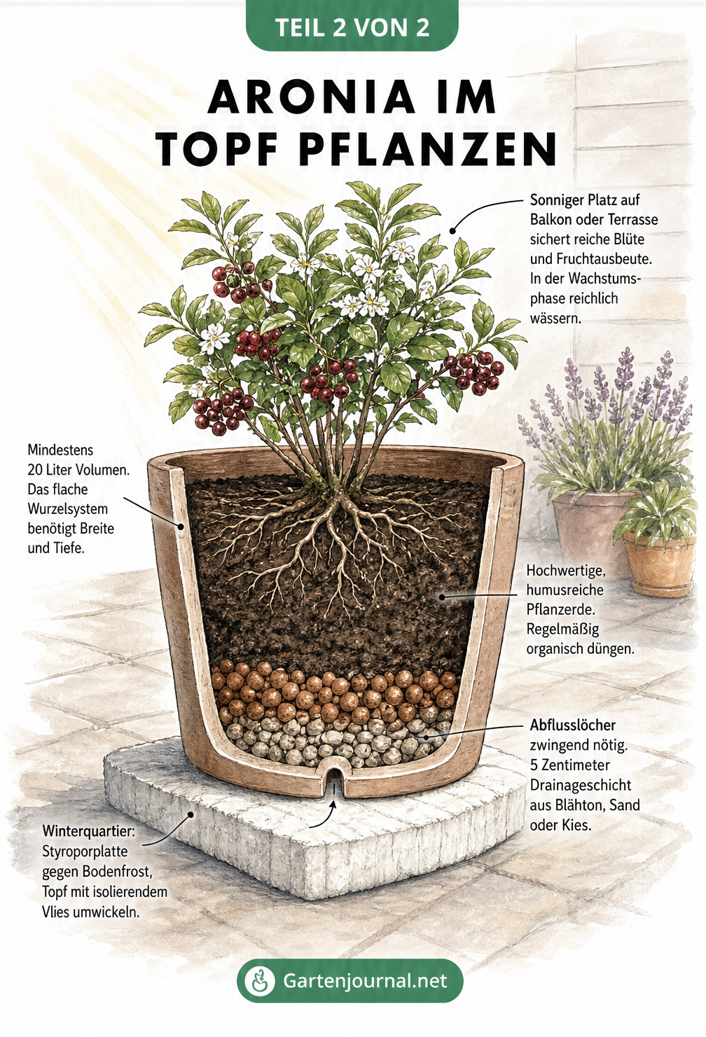 Querschnitt eines Pflanzkübels mit Aronia, der Drainageschicht, Erde und Winterschutz zeigt