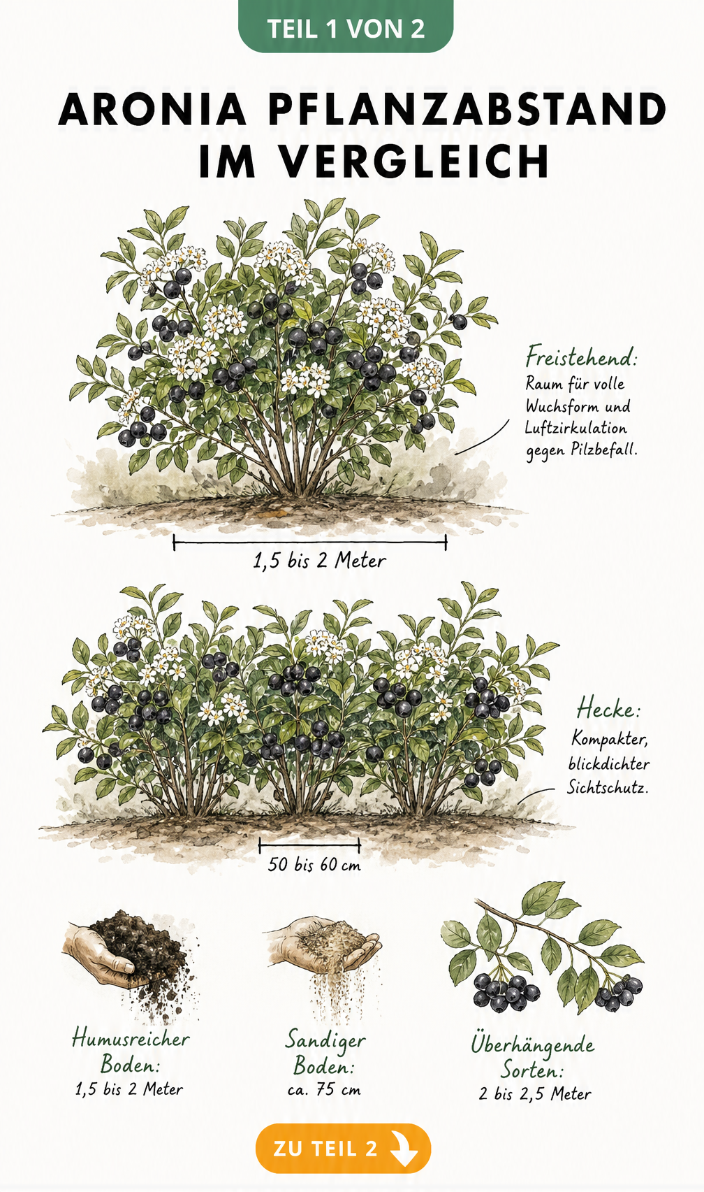 Botanische Illustration eines Aroniastrauchs mit Maßlinien für den Pflanzabstand bei freistehenden Sträuchern und Hecken