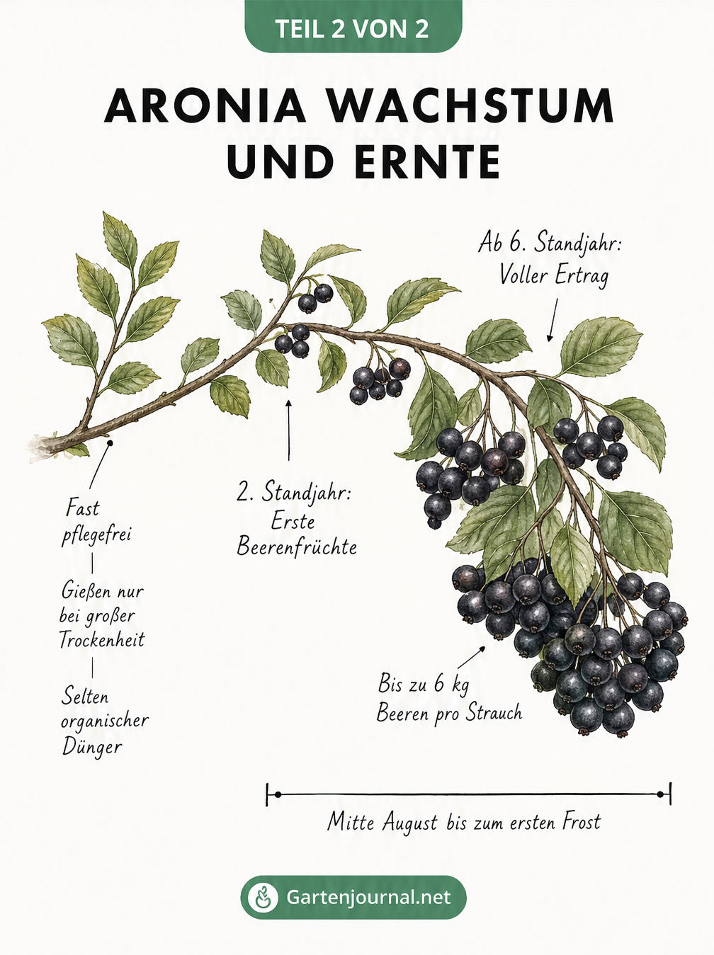 Zeitachse eines Aronia-Zweigs, die die Entwicklung von den ersten Blättern über die Blüte bis zur Ernte der schwarzen Beeren zeigt