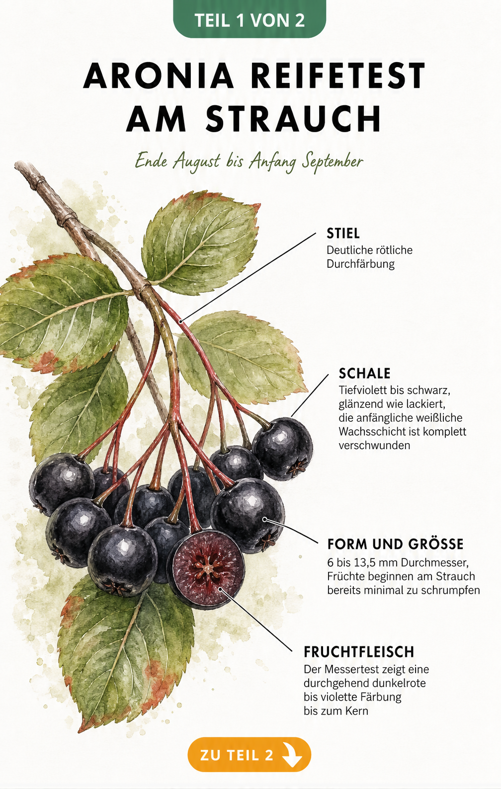 Botanische Illustration eines Aronia-Zweigs mit halbierten Beeren zur Bestimmung der Erntereife