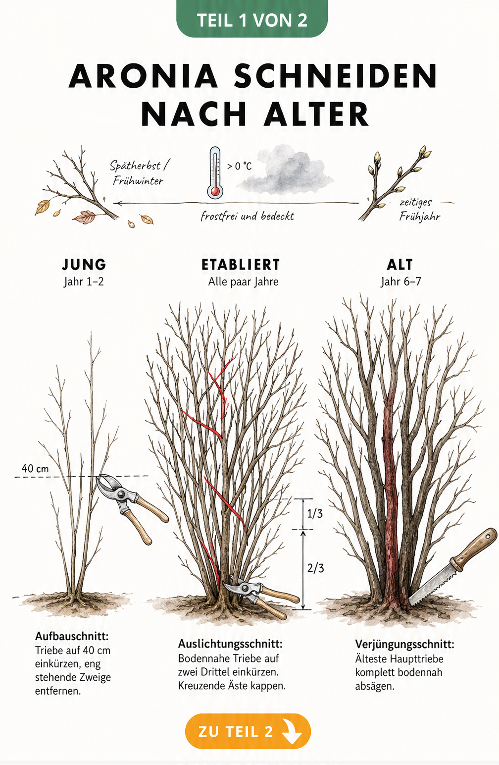 Illustration der drei Lebensphasen eines Aroniastrauchs mit den passenden Schnittmaßnahmen: Aufbauschnitt, Auslichtungsschnitt und Verjüngungsschnitt.