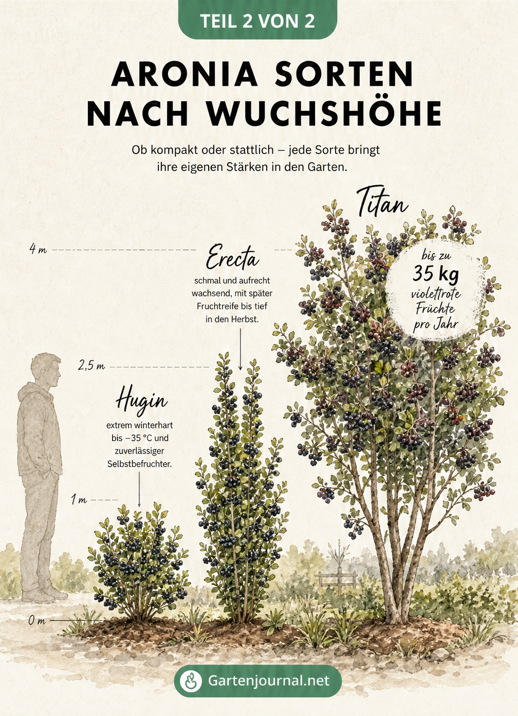 Vergleich der Wuchshöhe von Aronia-Sorten: Hugin als kompakter Busch, Erecta als aufrechter Strauch und Titan als vier Meter hoher Kleinbaum