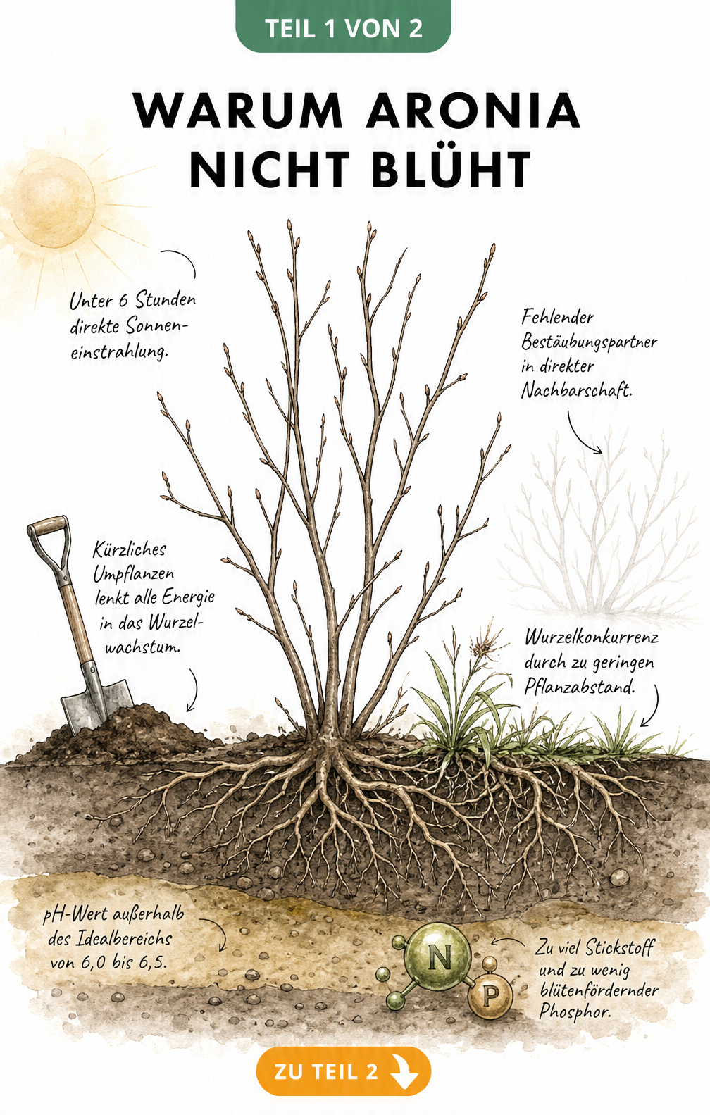 Botanische Illustration eines kahlen Aronia-Strauchs im Querschnitt, die Ursachen für fehlende Blüten wie Lichtmangel, fehlende Bestäubung, Wurzelkonkurrenz,...