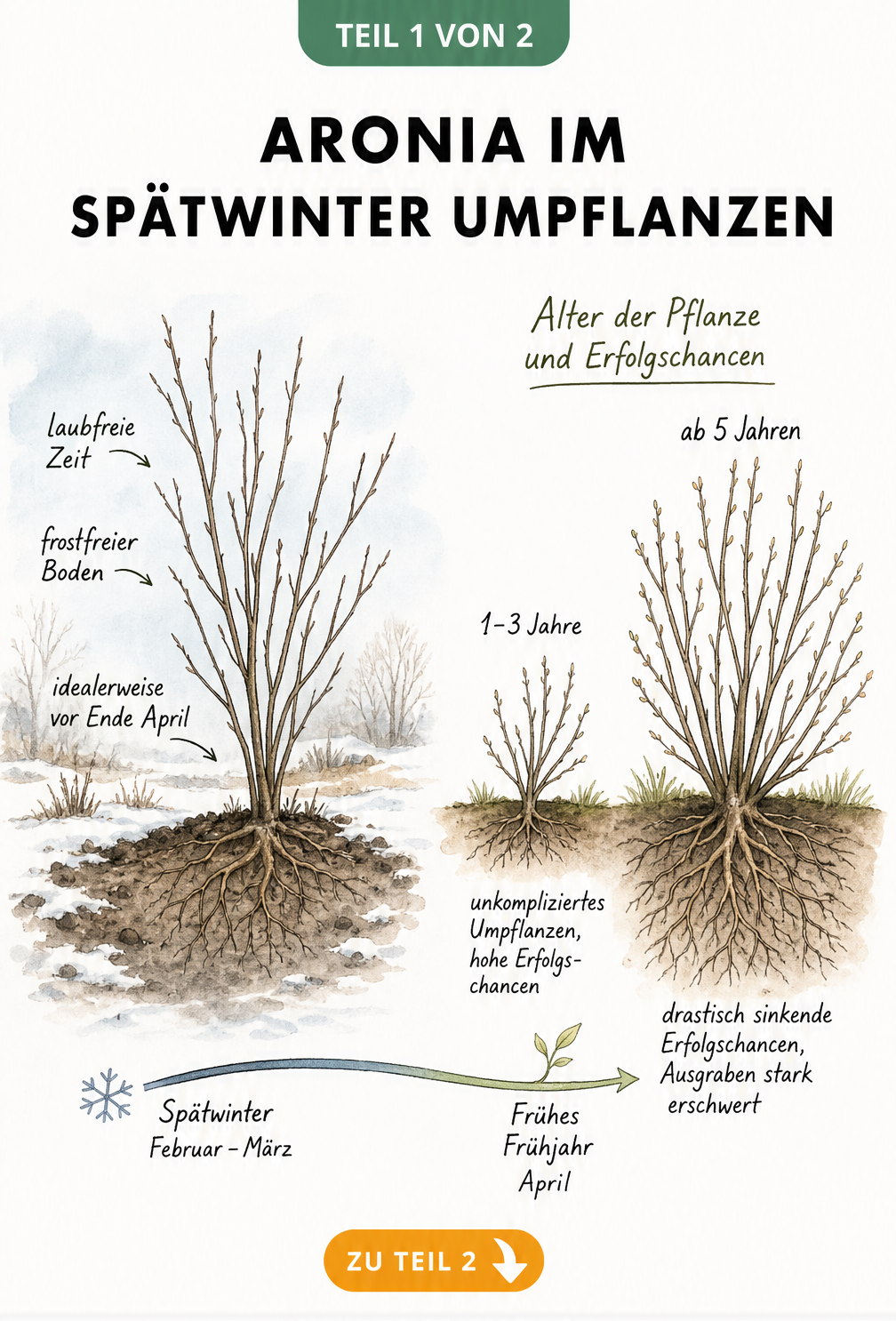 Botanische Illustration eines Aroniastrauchs im Spätwinter, die den idealen Zeitpunkt und das Alter für das Umpflanzen zeigt.