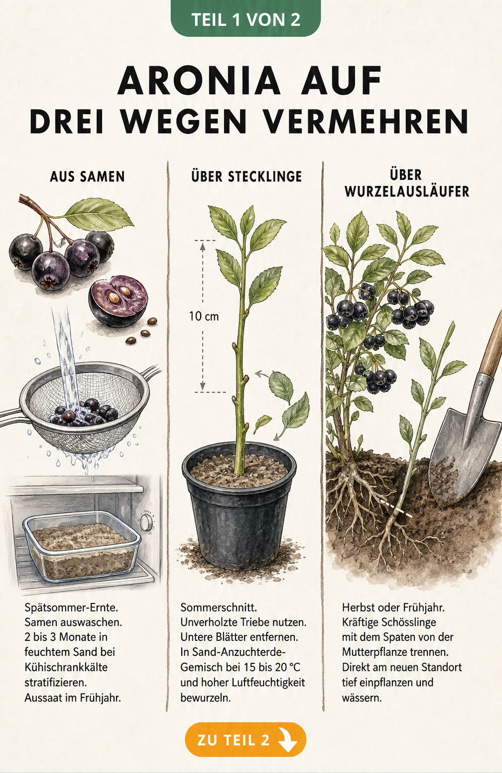 Illustration der drei Vermehrungsmethoden für Aronia: Samen, Stecklinge und Wurzelausläufer