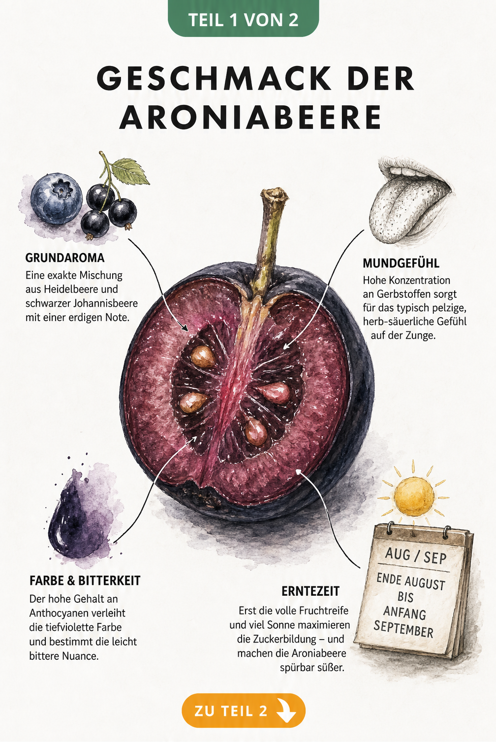 Botanische Illustration einer aufgeschnittenen Aroniabeere mit Erklaerungen zu Geschmack, Mundgefuehl, Farbe und Erntezeitpunkt