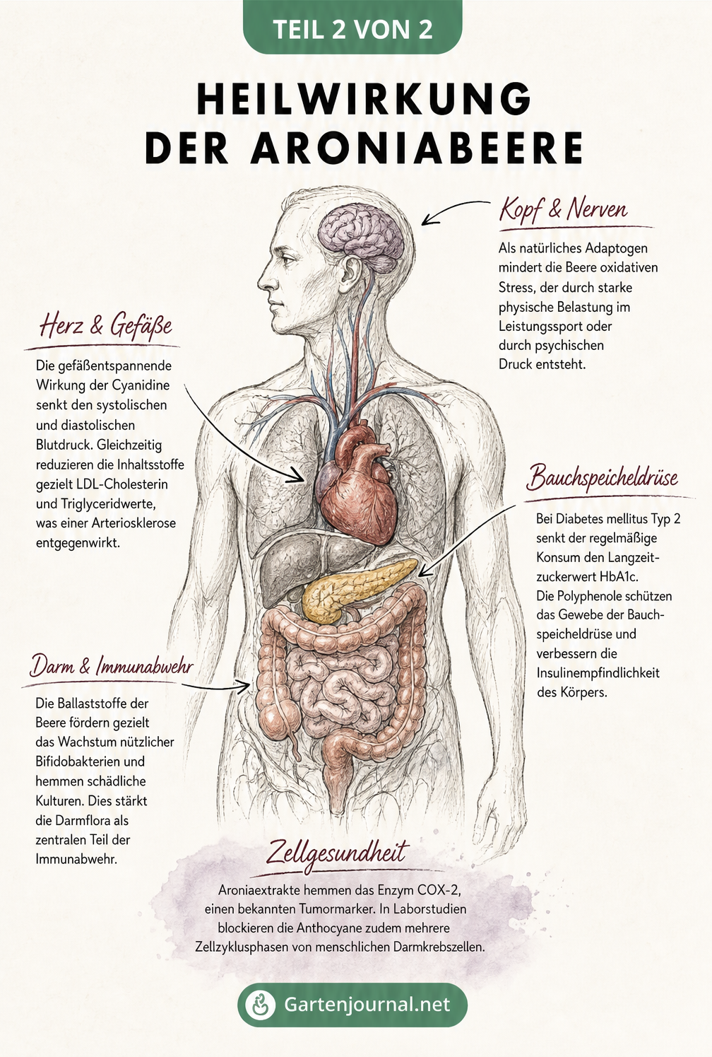 Medizinische Illustration eines menschlichen Torsos mit Erklärungen zur Heilwirkung der Aroniabeere auf Herz, Bauchspeicheldrüse, Darm und Zellen