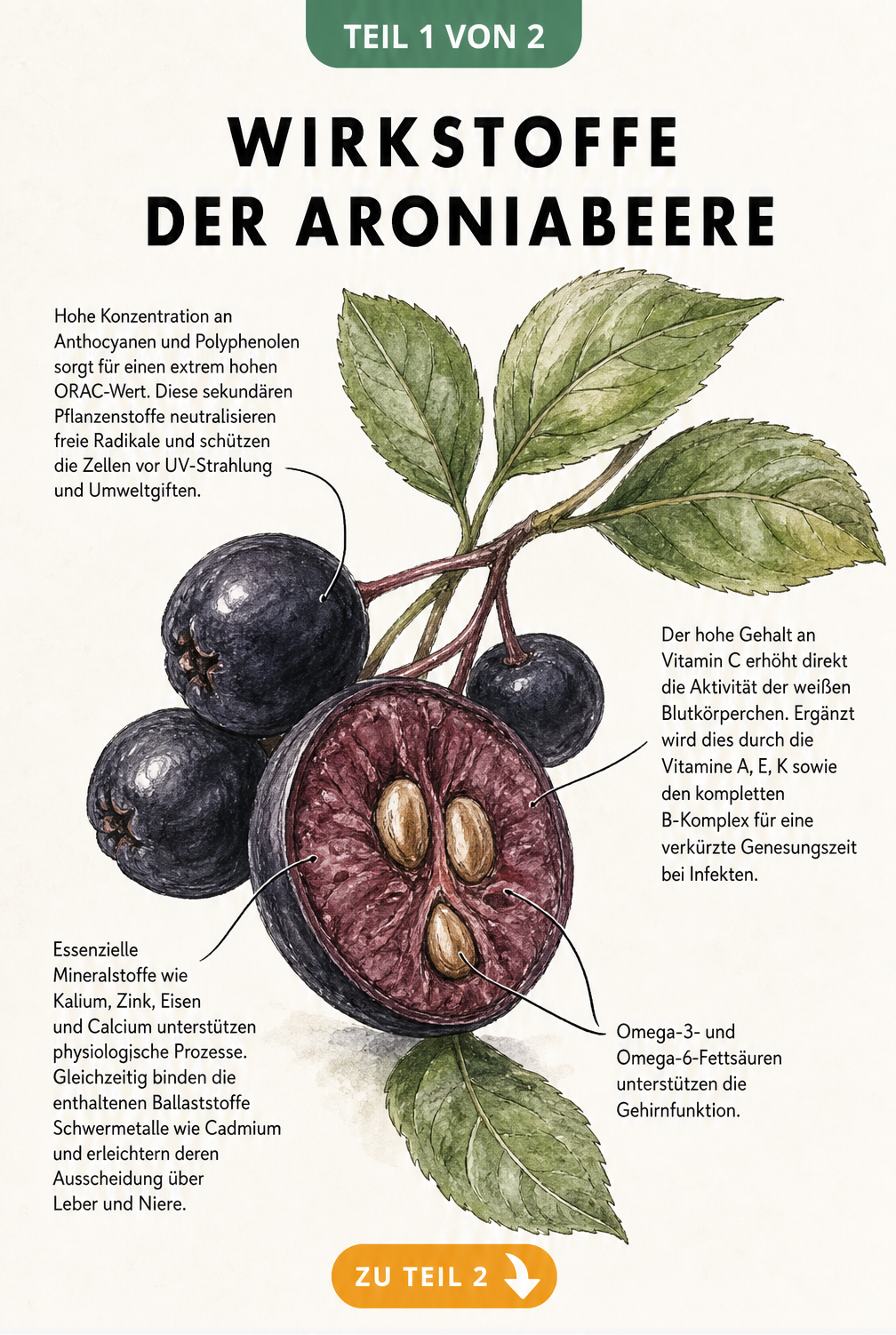 Botanische Illustration eines Aronia-Zweigs mit aufgeschnittener Beere und Erklärungen zu Wirkstoffen wie Anthocyanen, Vitaminen und Mineralstoffen