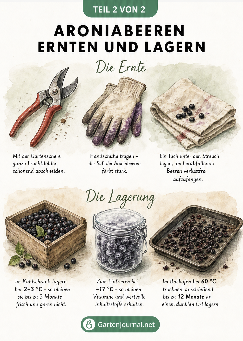 Illustration von Gartenschere, Handschuhen und Tuch zur Aronia-Ernte sowie Holzkiste, Glas und Backblech zur Lagerung