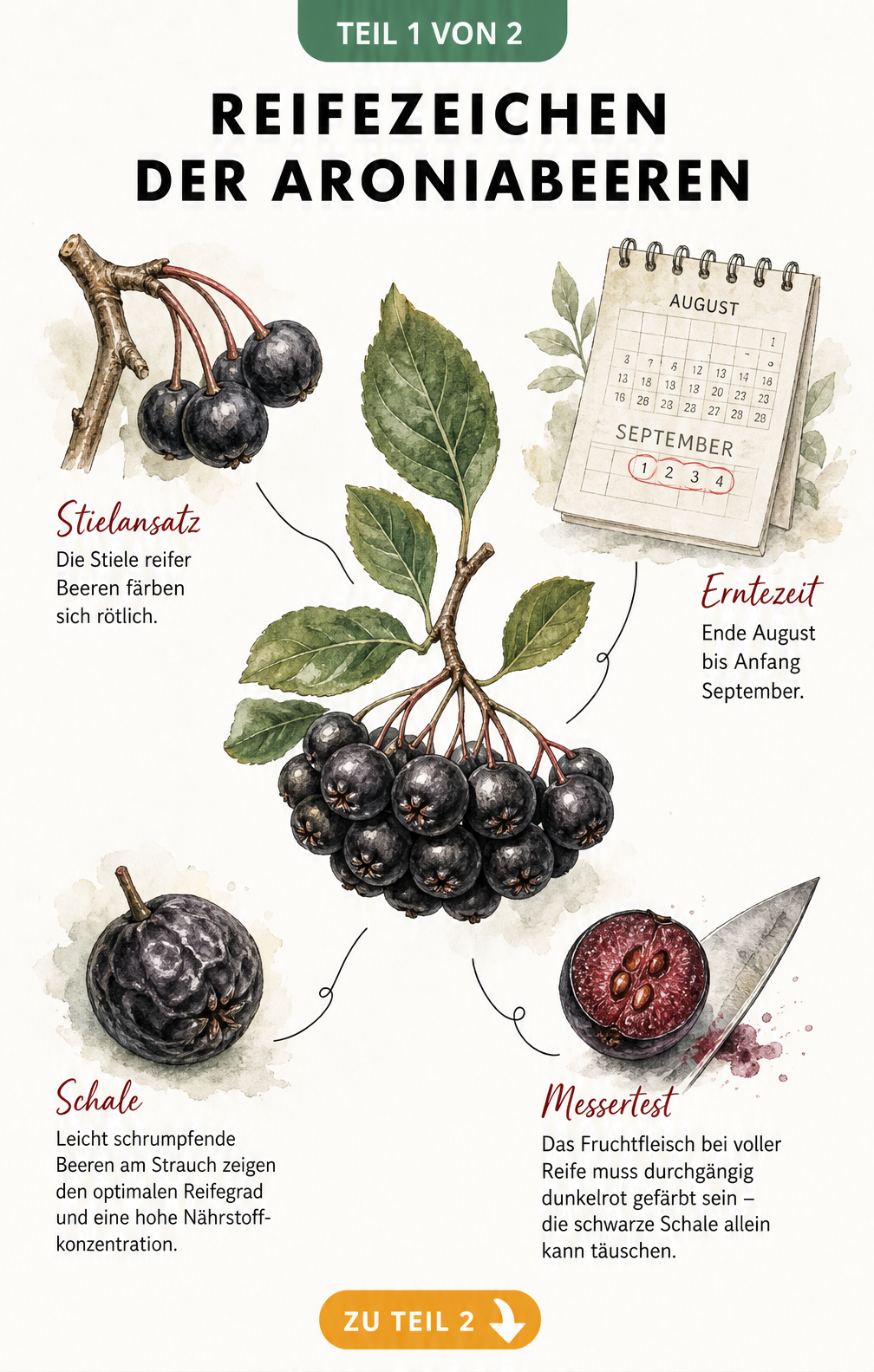 Botanische Illustration eines Aronia-Zweigs mit Reifezeichen wie rötlichen Stielen, schrumpfender Schale und dunkelrotem Fruchtfleisch