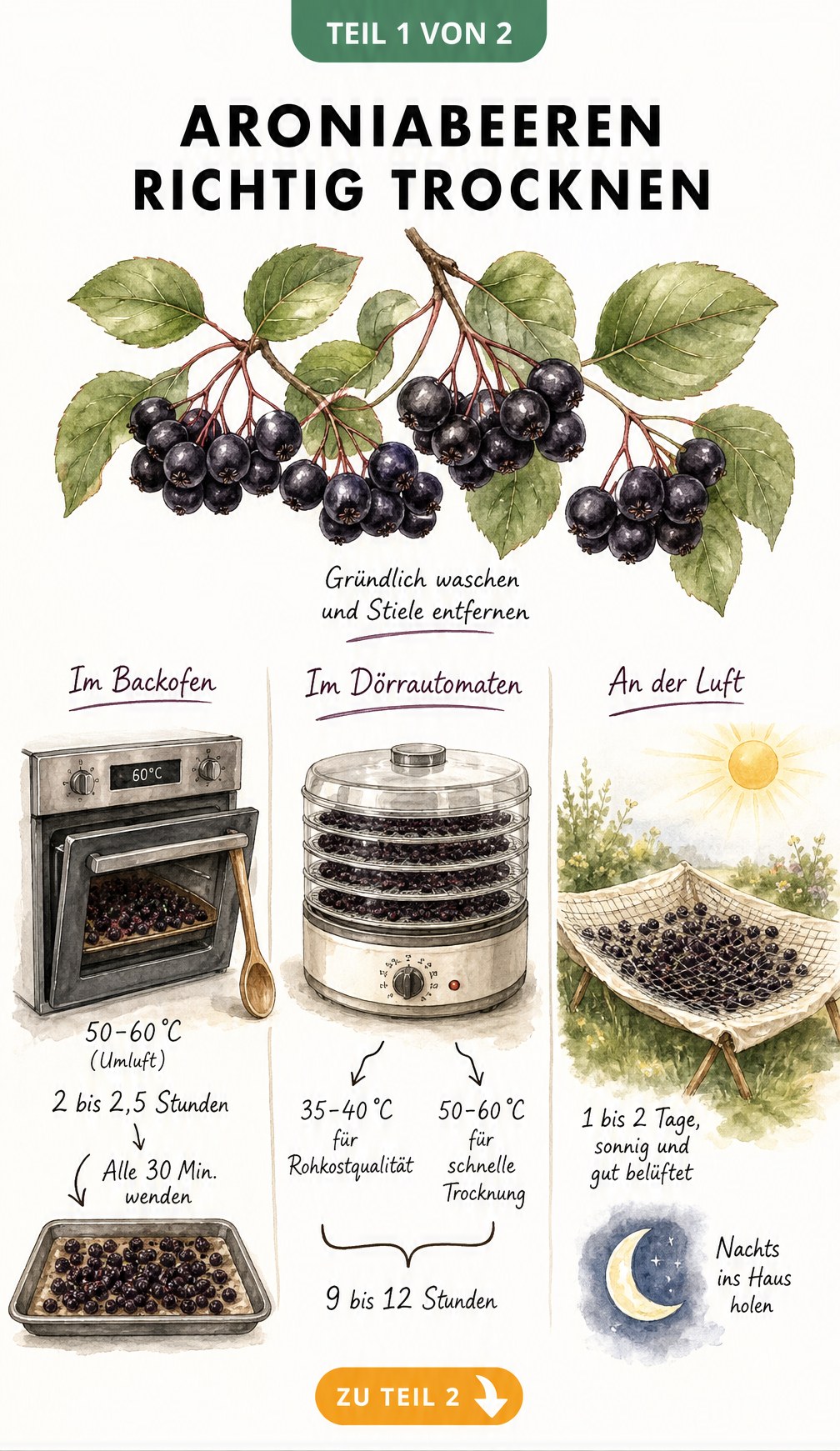 Illustration der drei Methoden zum Trocknen von Aroniabeeren: Backofen, Dörrautomat und an der frischen Luft.